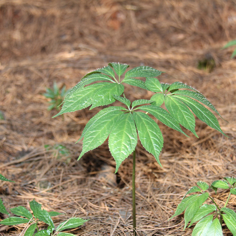 昆明站完成全面評估：三七農(nóng)藥殘留處于安全級別，不會對消費者造成健康威脅